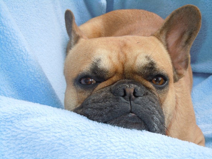 Etwas für's Herz...mein Hund.