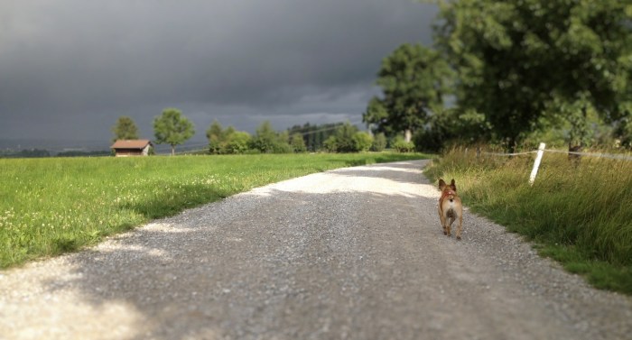 Was für's Herz... Spaziergänge.