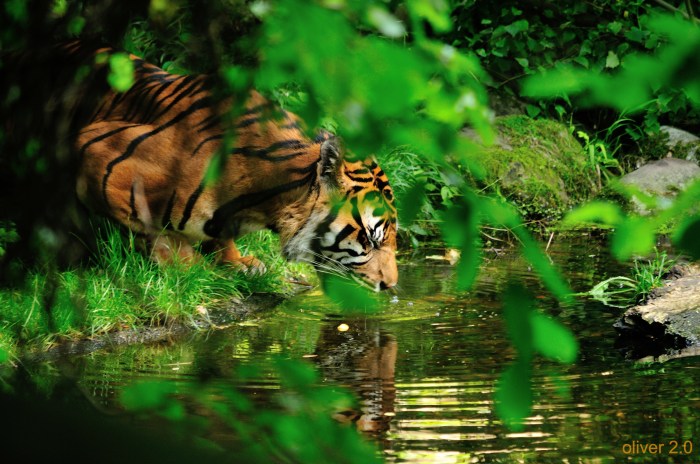 Nachmittags in Eschnapur.