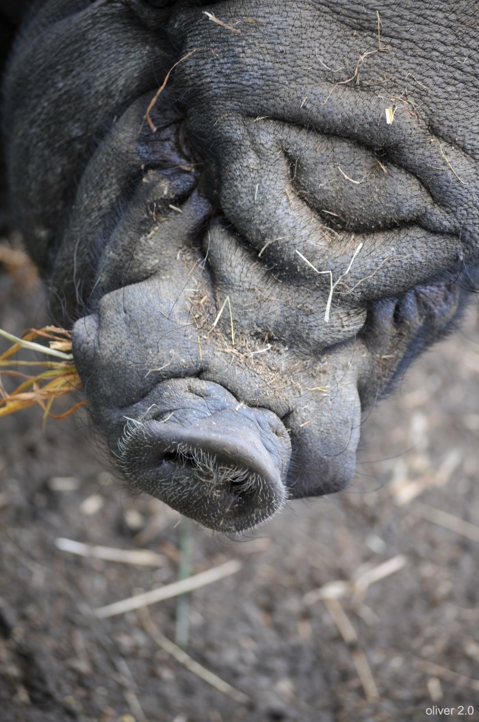 Du siehst aus wie ne Sau...