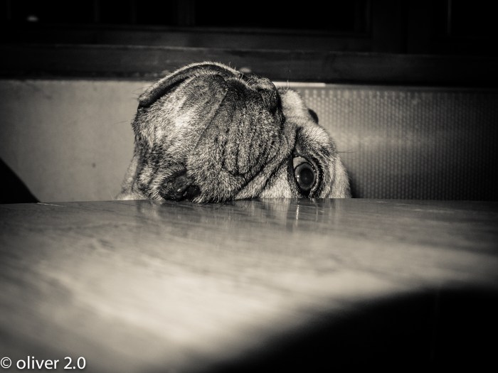 Der Franzose und ich. Frühlingserwachen.