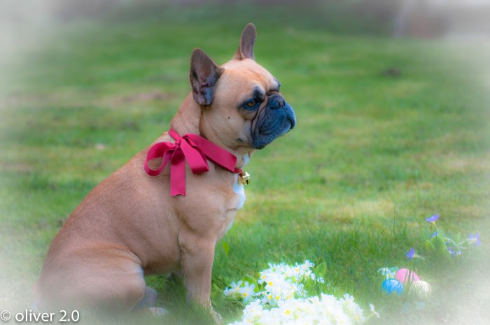 FROHE OSTERN! HAPPY EASTER!